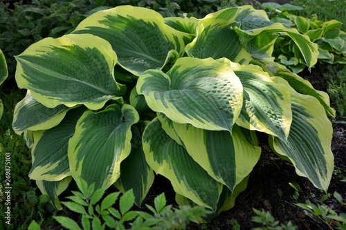 Magnificent hosta with green and yellow leaves in the garden close – up.