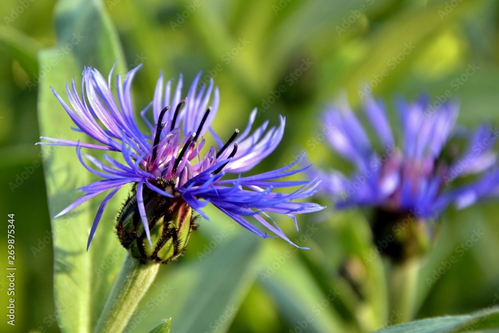 Cornflowers in the summer garden close-up. Cornflowers in the summer garden close-up.