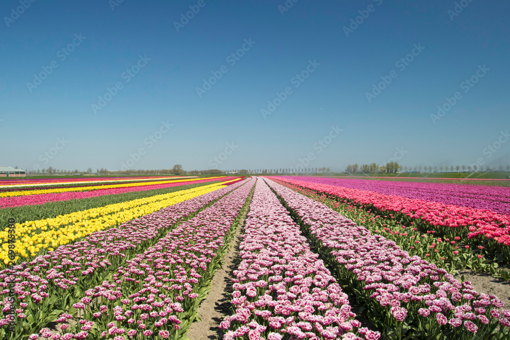 Countless single beautifully colored tulip landscape with rows of tulips up to the horizon with a cloudless sky