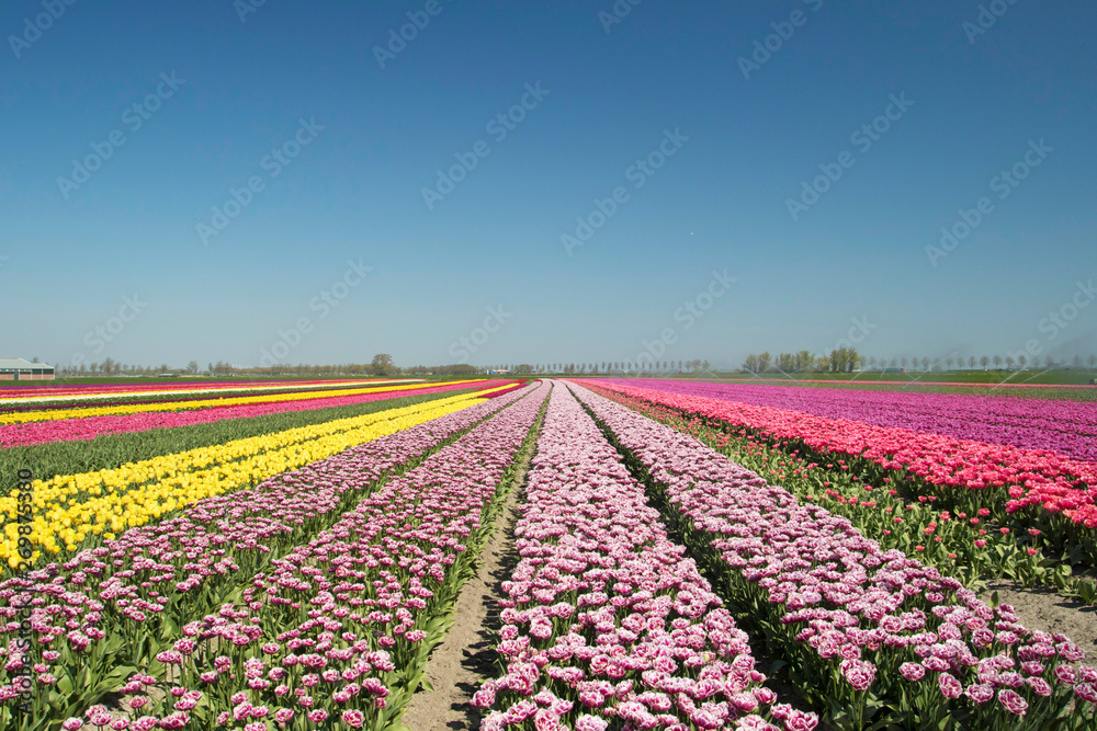 Countless single beautifully colored tulip landscape with rows of tulips up to the horizon with a cloudless sky Countless single beautifully colored tulip landscape with rows of tulips up to the horizon with a cloudless sky