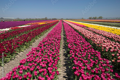 Obraz na płótnie Countless single beautifully colored tulip landscape with rows of tulips up to the horizon with a cloudless sky w salonie