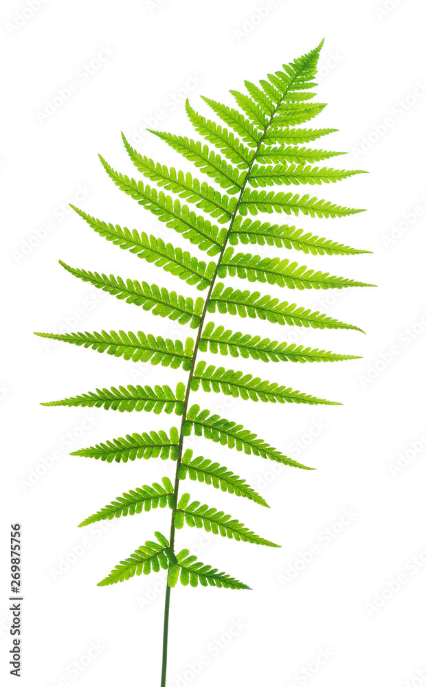 Green fern isolated on white background.