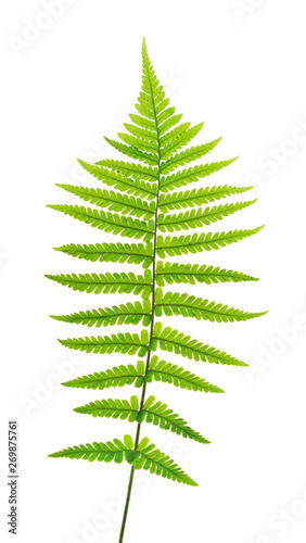Green fern isolated on white background.
