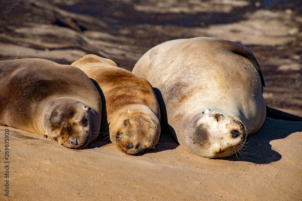 Fototapeta premium Smiling, Sleeping Sea Lions