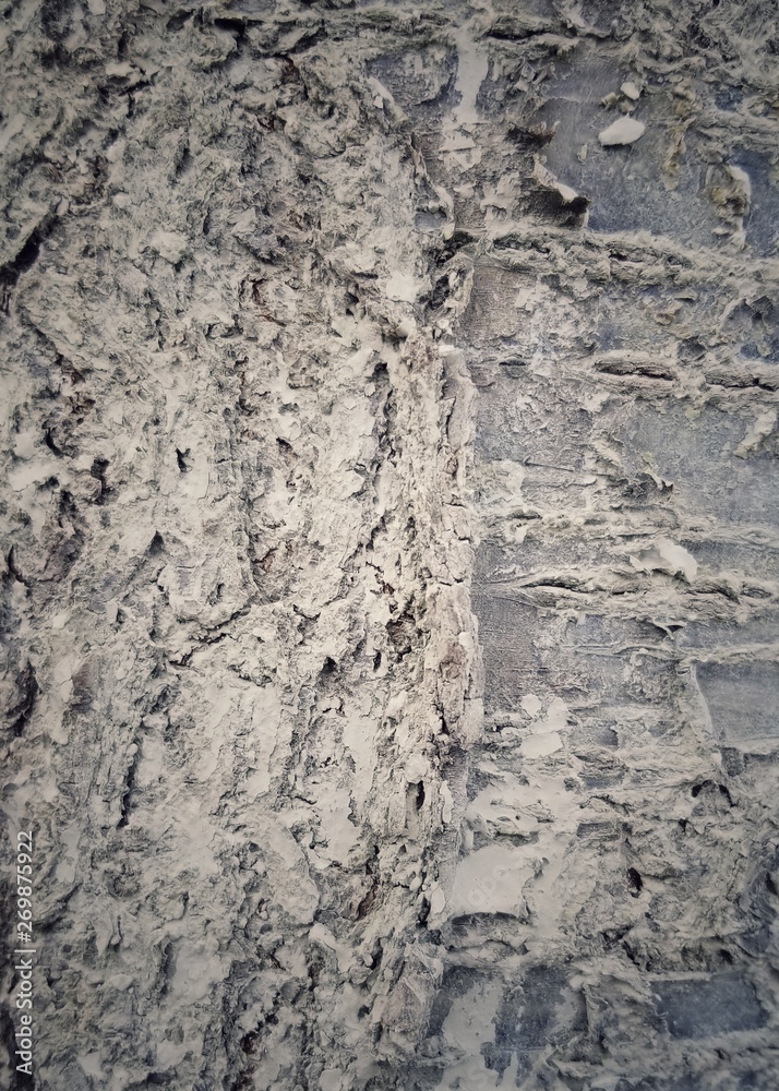 Obraz premium texture tree bark