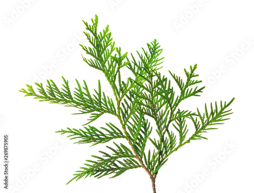 Young sprout of thuja or arborvitae isolated on white background.