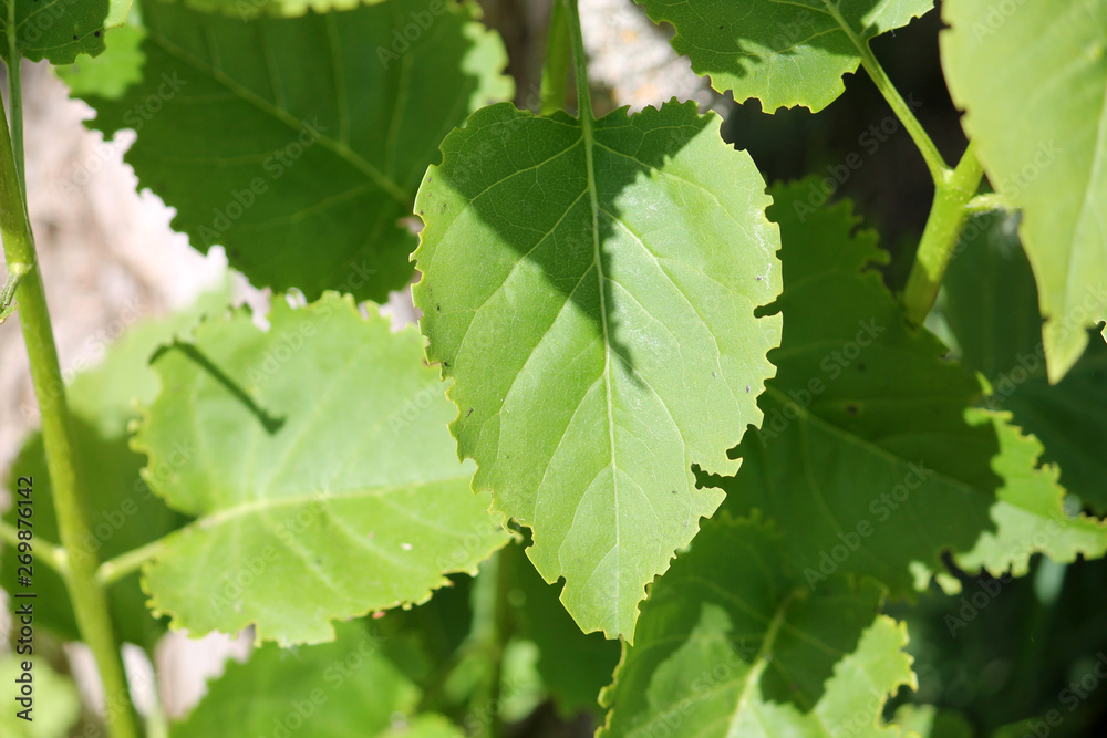 Green lilac leaf eaten by weevil. Weevil feeding damage on foliage of Syringa vulgaris Green lilac leaf eaten by weevil. Weevil feeding damage on foliage of Syringa vulgaris