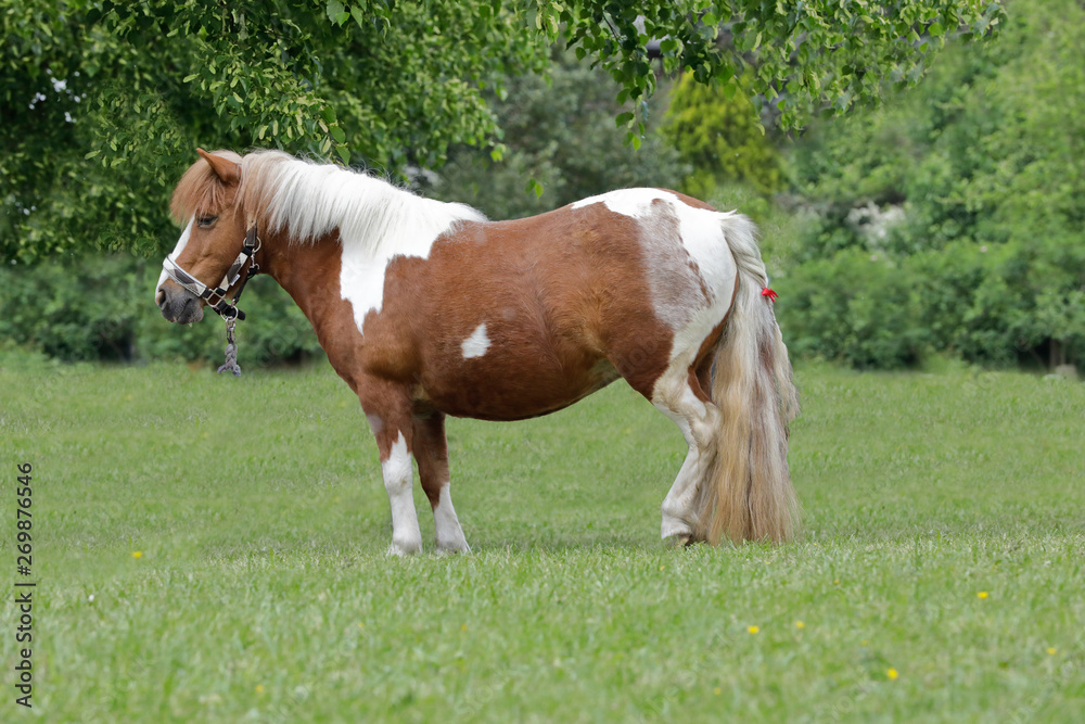 Shetland Pony auf der Wiese