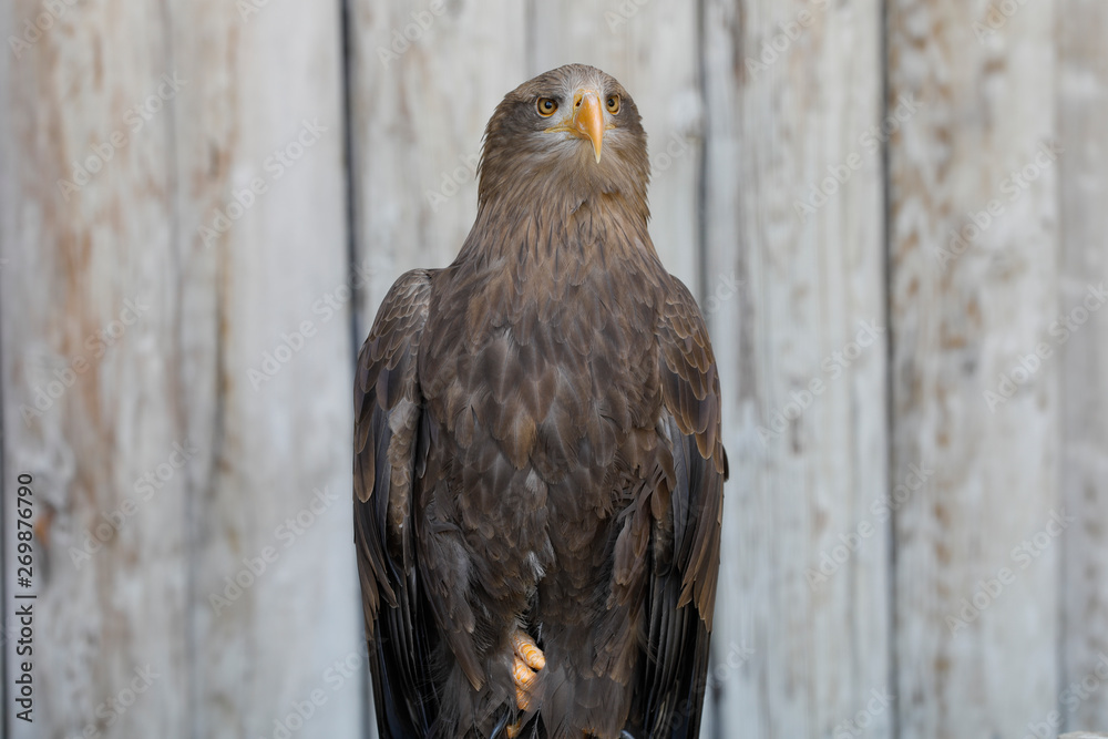Steinadler sitzt vor einer grauen Bretter Wand, Aquila chrysaetos Steinadler sitzt vor einer grauen Bretter Wand, Aquila chrysaetos