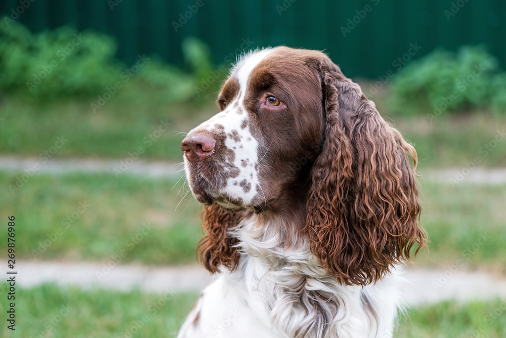 Dog breed English Springer Spaniel walking in autumn forest Cute pet sits in nature outdoors.