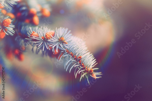 Ultra violet purple natural textured background in Color of the Year 2018. Blue spruce Christmas tree branches. duotoned, abstract toned photo
