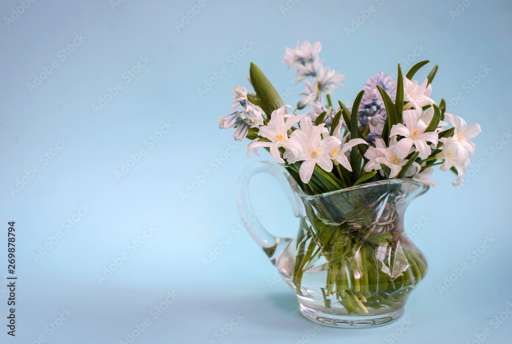 Bouquet of white flowers Chionodoxa in a glass vase on a blue background
