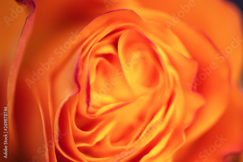 Beautiful delicate roses flowers clouseup picture. Macro shot, soft selective focus photo. Floral toned background