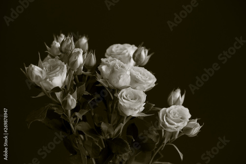 White roses on black background.