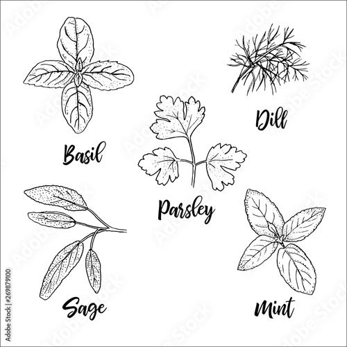 Popular fresh culinary herbs silhouettes. Basil, mint, sage, dill, parsley. Ink pen sketch style. Vector illustration.