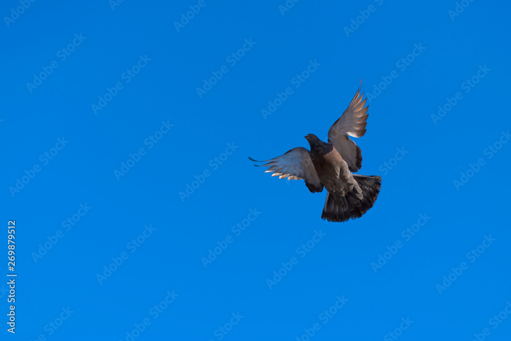 Fototapeta premium dove