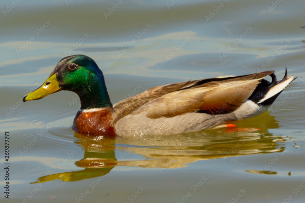 Obraz premium Male mallard 