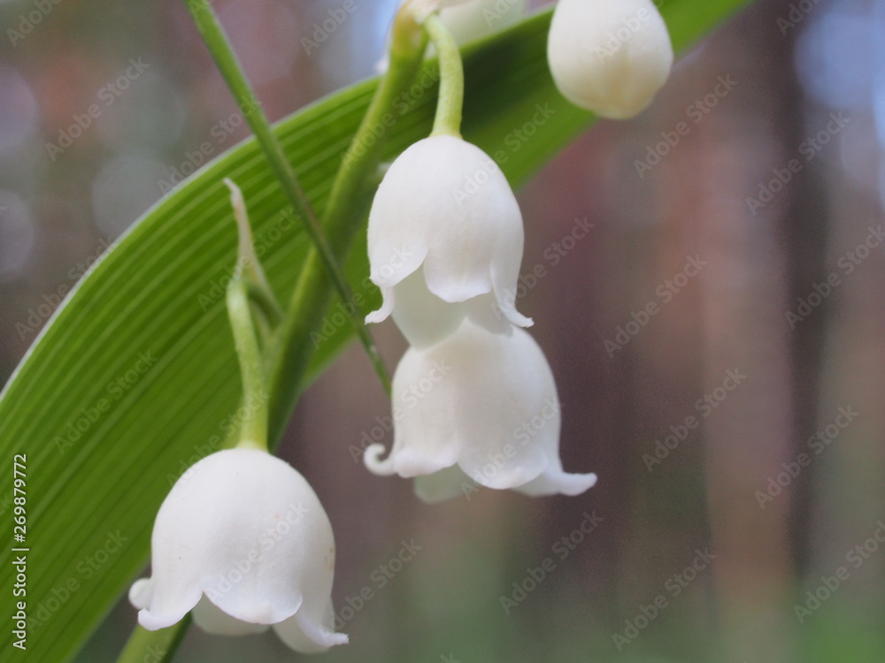 Small white buds of lilies of the valley. Spring wild forest flowers. Small white buds of lilies of the valley. Spring wild forest flowers.