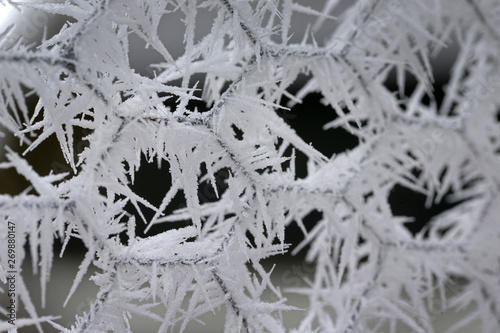 Frozen. Ice. Chicken wire. Dutch winter. Frozty. Ice.  photo