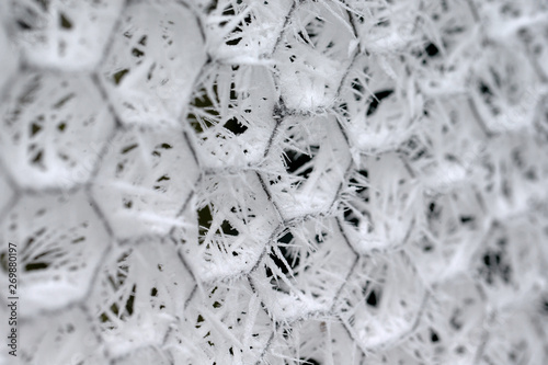 Dutch winter. Frozty. Frozen. Ice. Chicken wire photo