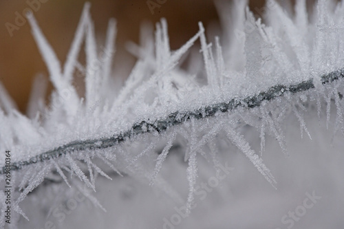 Dutch winter. Frozty. Frozen. Ice. Chicken wire photo