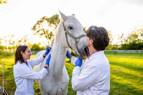 Vet giving injection to a horse.