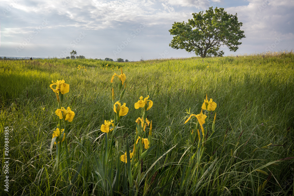 An early morning in the field. An early morning in the field.