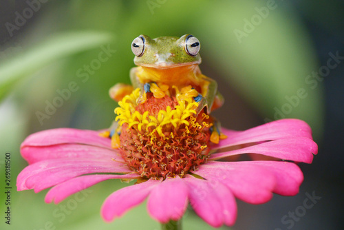 Flying frog on flower