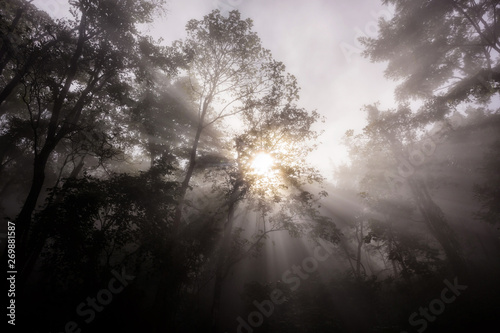 morning rays through forest with mist