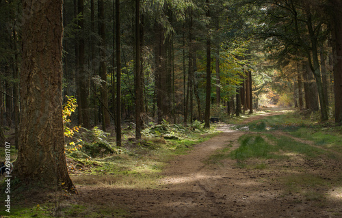 Fall in the forest. Trees and leaves. Fall colors Netherlands