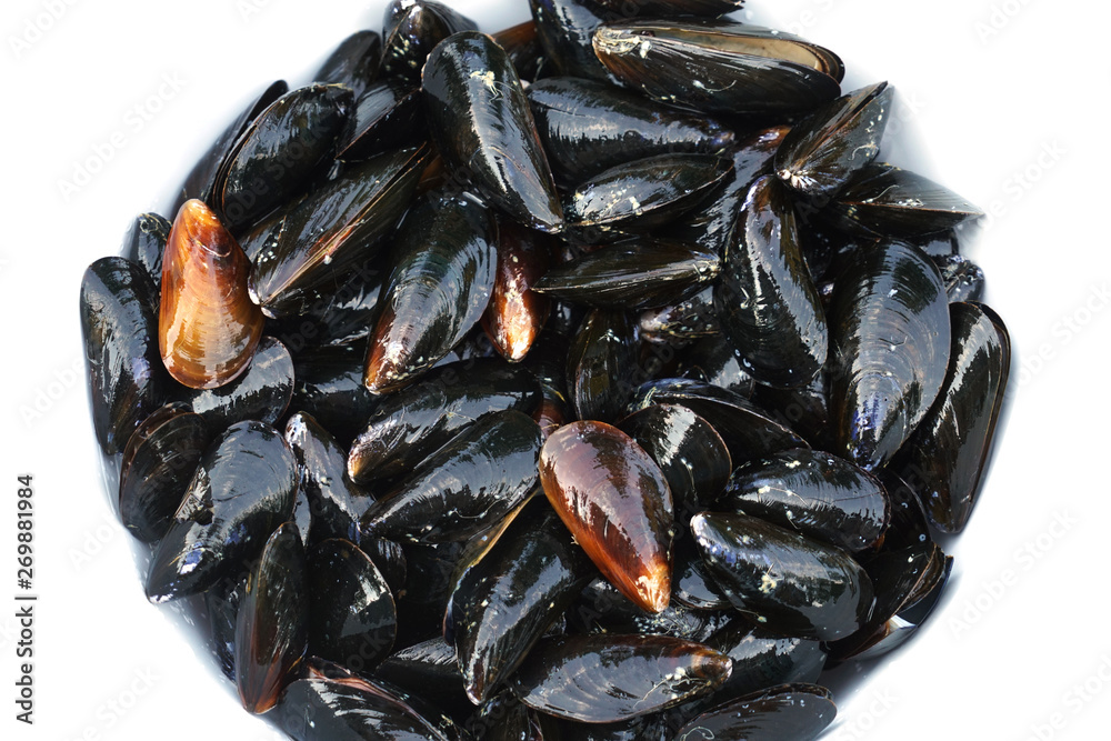 fresh raw mussel as seafood background fresh raw mussel as seafood background