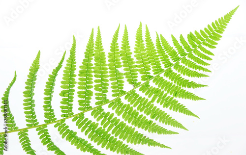 green fern leaf isolated on white background