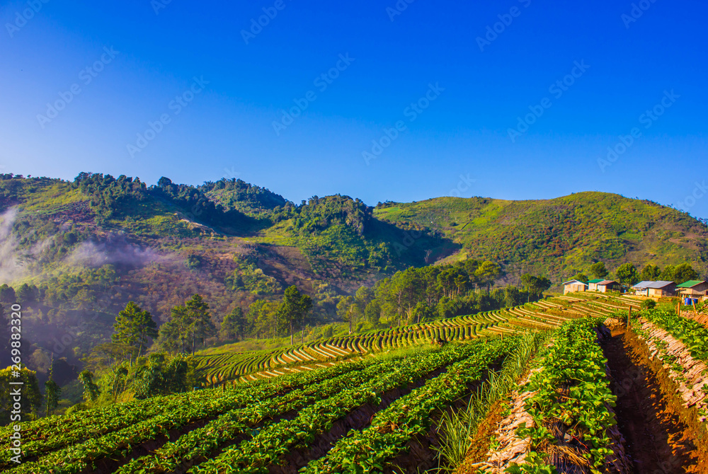 Beautiful sunrise scene at strawberry field terrace at doi angkhang , Located chiang mai , Thailand. 