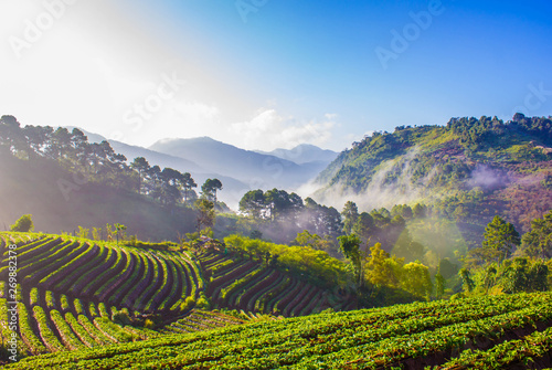 Beautiful sunrise scene at strawberry field terrace at doi angkhang   Located chiang mai   Thailand. 