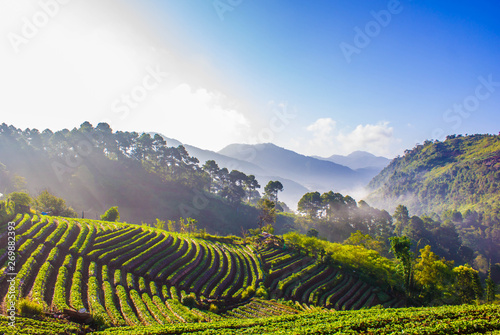 Beautiful sunrise scene at strawberry field terrace at doi angkhang , Located chiang mai , Thailand.  photo