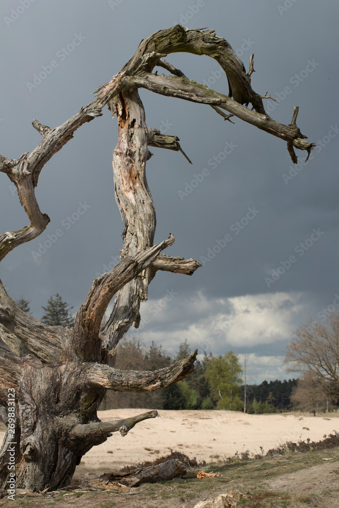 Dead tree Appelscha Aekingerzand Netherlands Dead tree Appelscha Aekingerzand Netherlands
