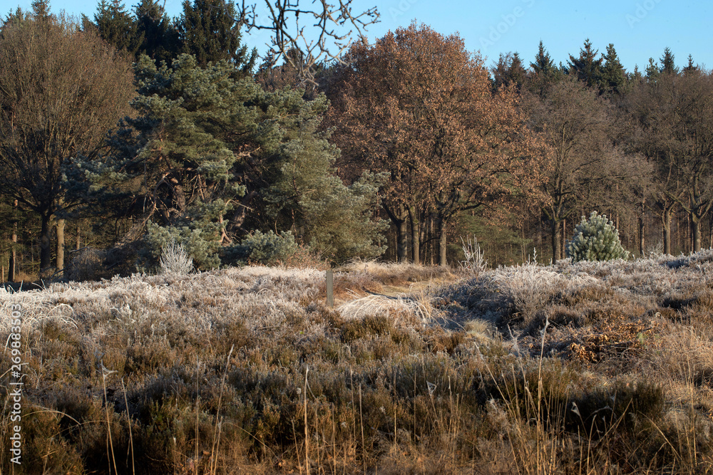 Winter in the forest IJhorst Netherlands. Frosty. Frozen. Heather Winter in the forest IJhorst Netherlands. Frosty. Frozen. Heather