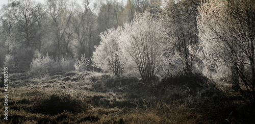 Winter in the forest IJhorst Netherlands. Frosty. Frozen. Heather © A