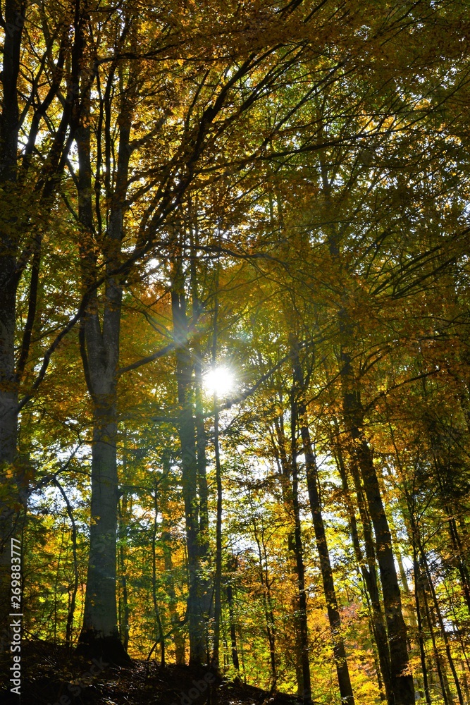 Obraz premium fall in the forest