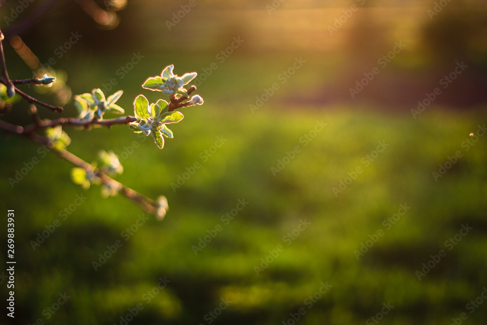 Blossoming apple tree branch with first leaves at sunset Blossoming apple tree branch with first leaves at sunset