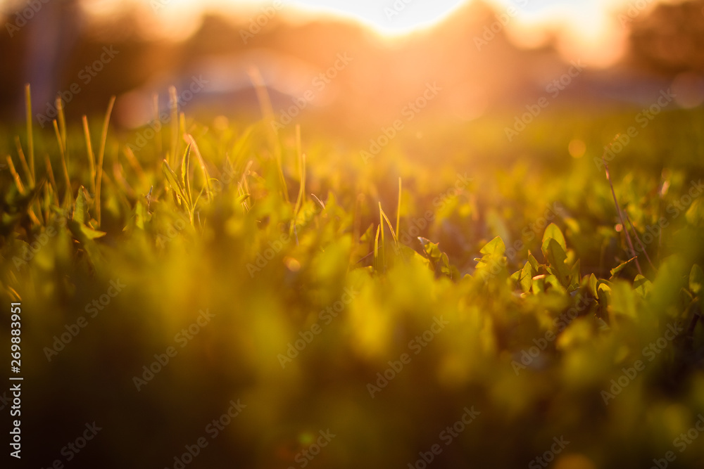 First Spring Grass at sunset