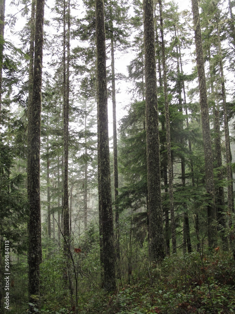 Obraz premium Pacific North West Forest