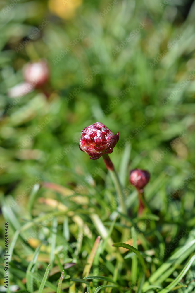 Sea Thrift Rosea Compacta Sea Thrift Rosea Compacta