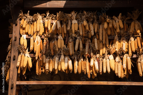 Rows of corn cobs made to dry in the air. Natural method on houses in Molveno, Trentino, Italy