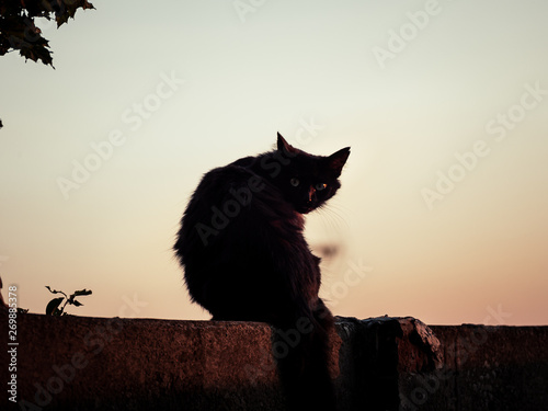Fototapeta Naklejka Na Ścianę i Meble -  Image of black silhouette of a cat sitting on a wall
