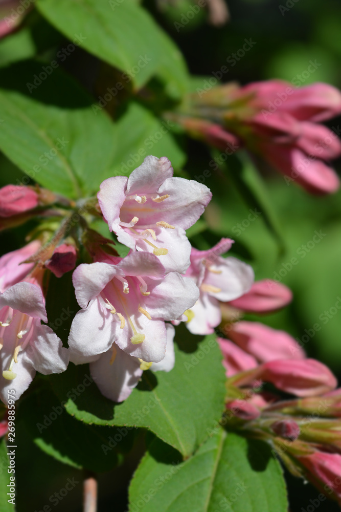 Japanese weigela Japanese weigela