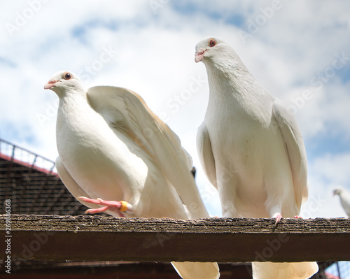 Pair of white doves, pigeons perched on a perch photo