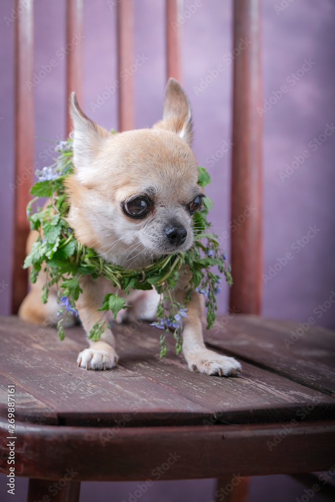 A small Chihuahua dog with a wreath on the neck sits on a chair.