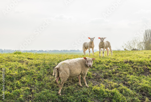 Fototapeta Naklejka Na Ścianę i Meble -  Ewe with her two litte lambs