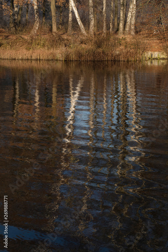 Reflection of birch trees in water. Moor.